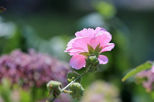 夏の陽