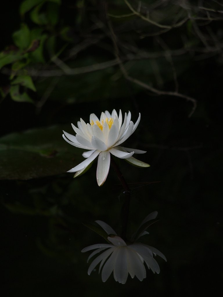 睡蓮2