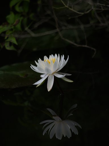 睡蓮2