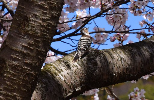 桜とコゲラ