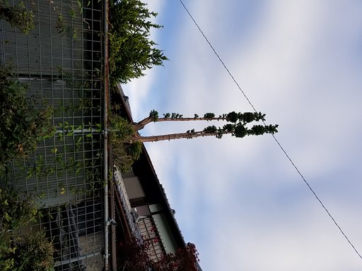 杉の木