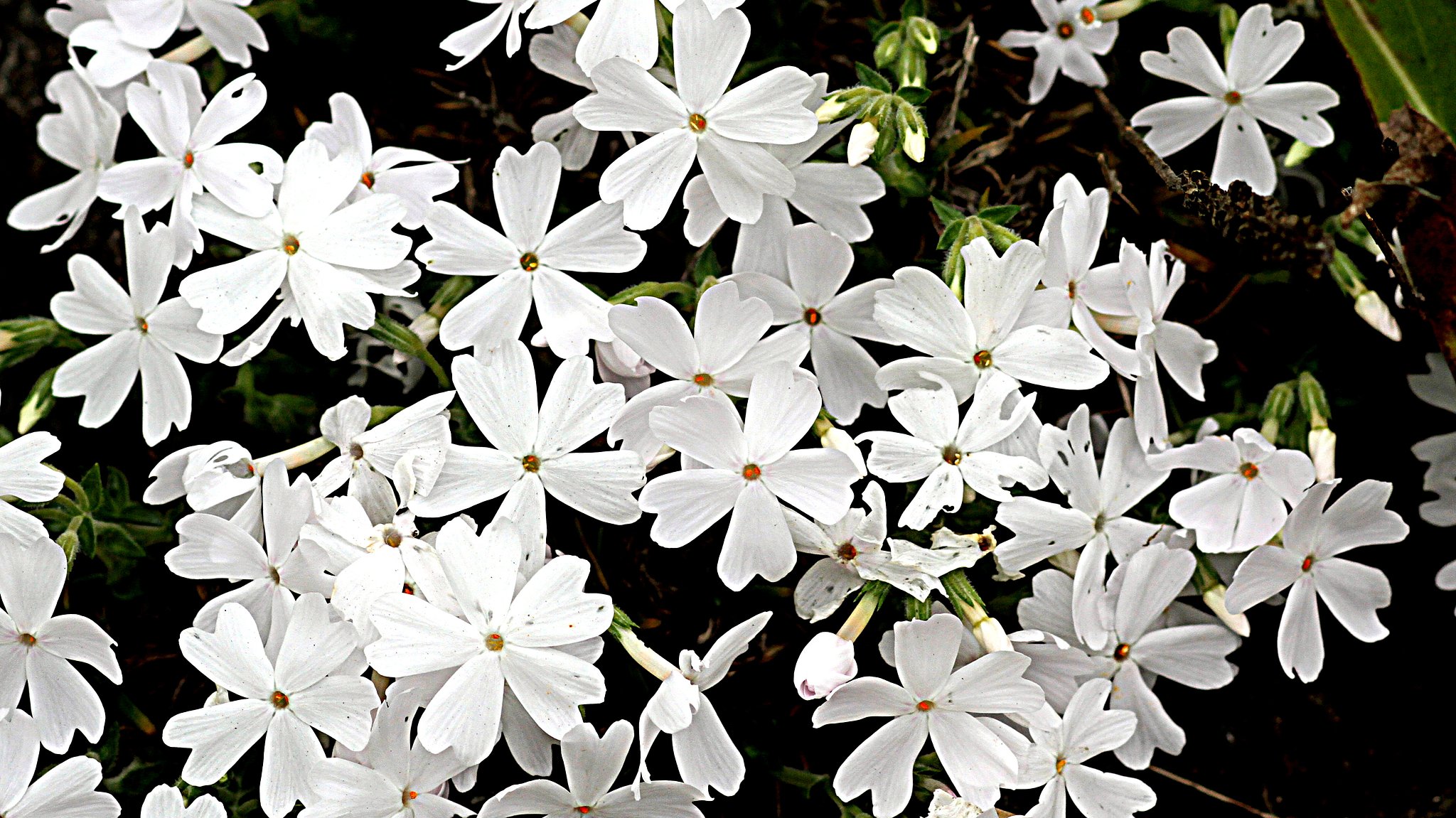 芝桜（白）　UP