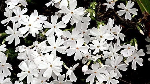 芝桜（白）　UP