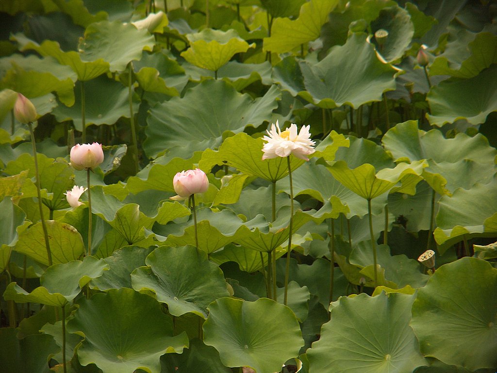 蓮の花