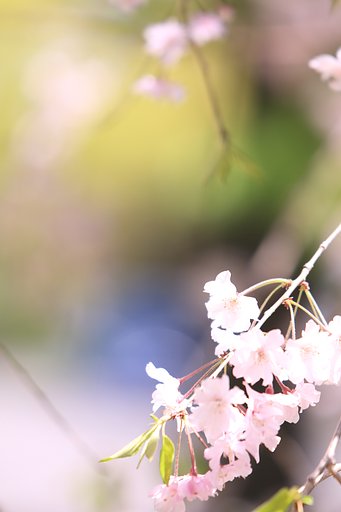それぞれの師匠