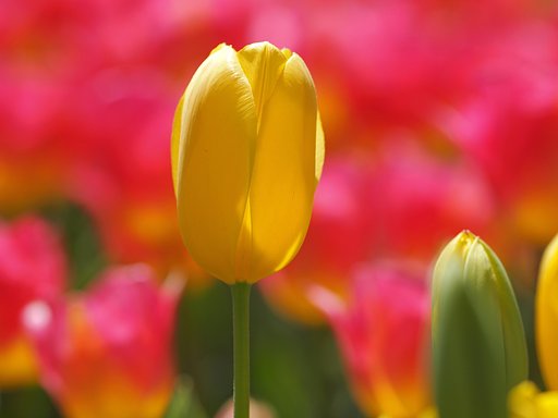 4月13日の写真