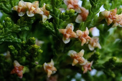 コノテガシワ　花