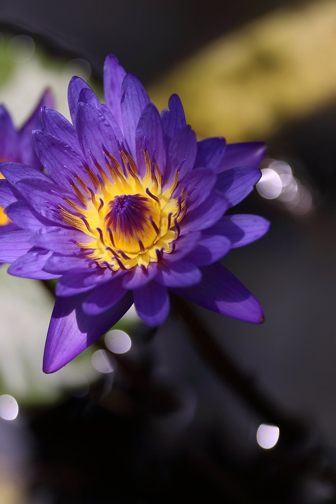 植物公園の睡蓮