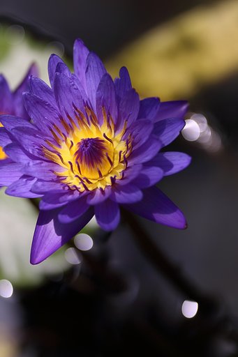 植物公園の睡蓮