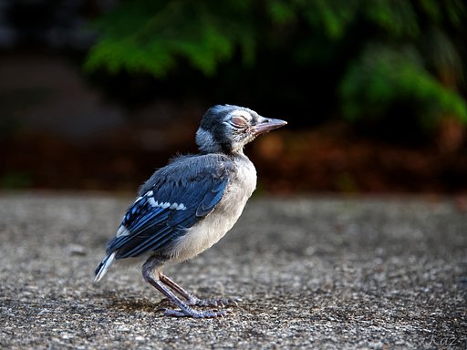 Blue Jay