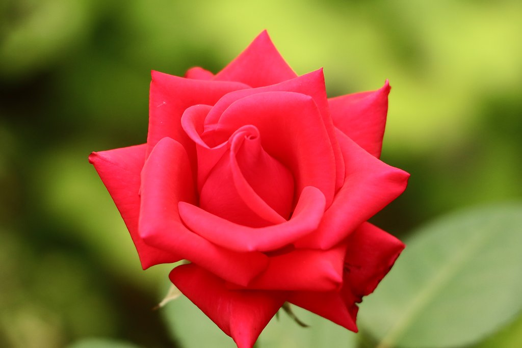 真っ赤な薔薇