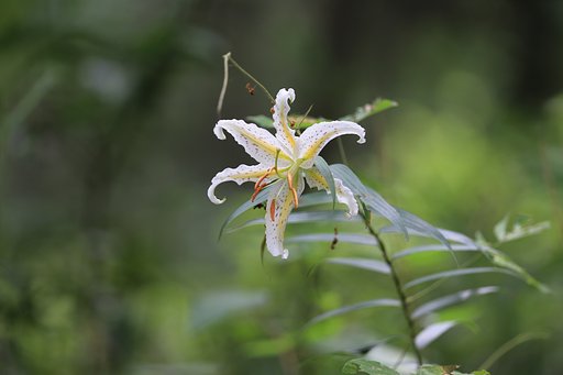 深窓の佳人
