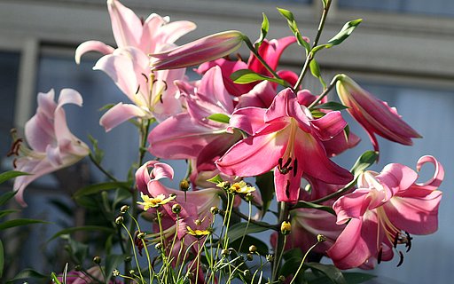庭の百合