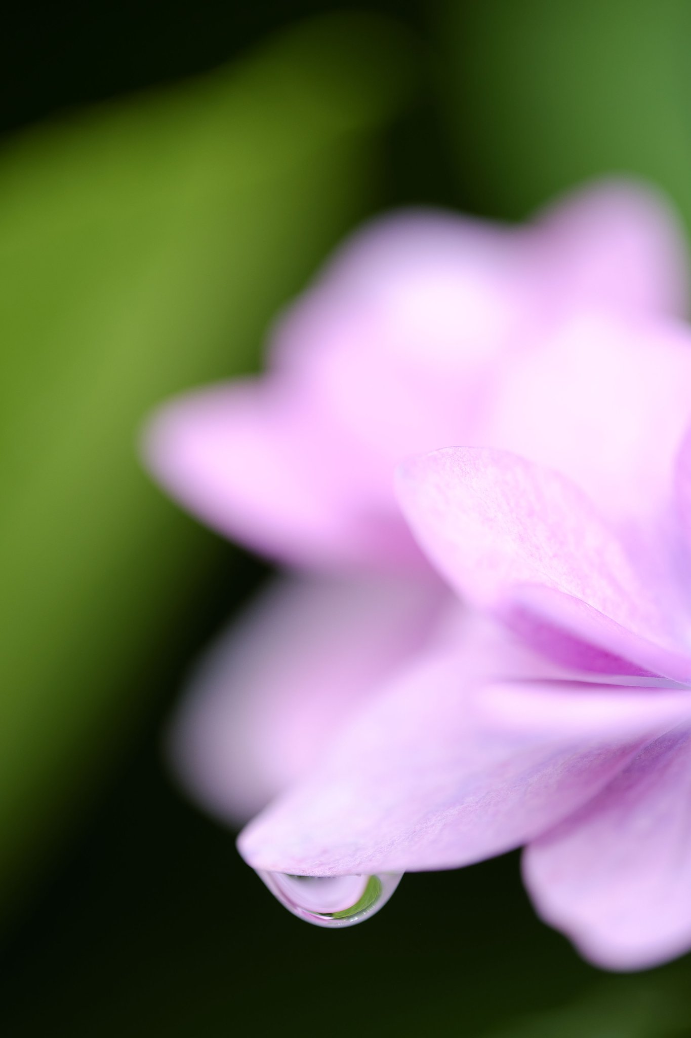 花のしづく