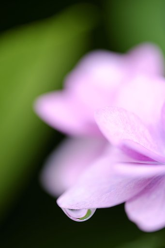 花のしづく