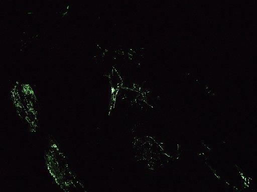 光るキノコ（エナシラッシタケの一種？）