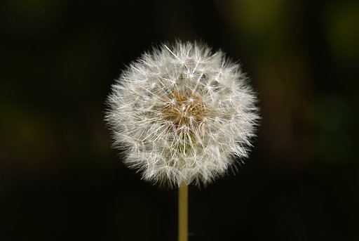 たんぽぽ
