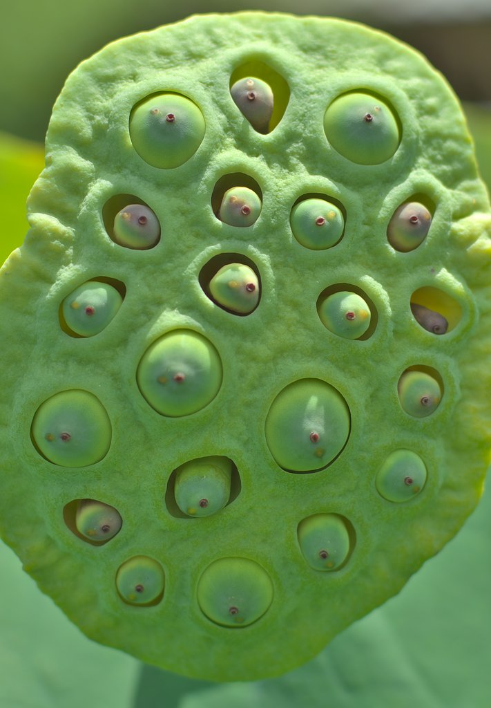 花托