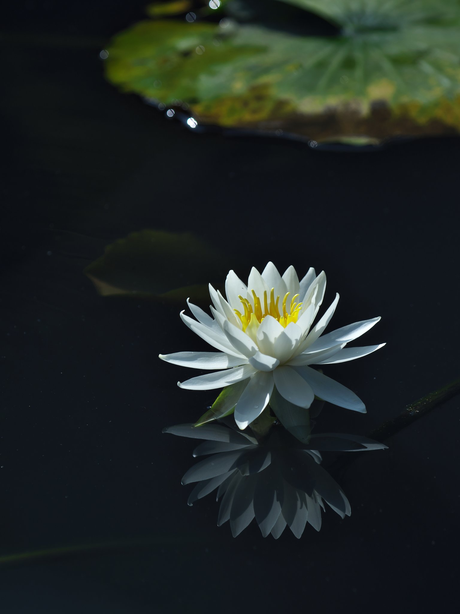 睡蓮3