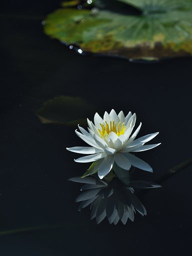 睡蓮3