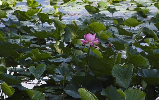 大山下池　２