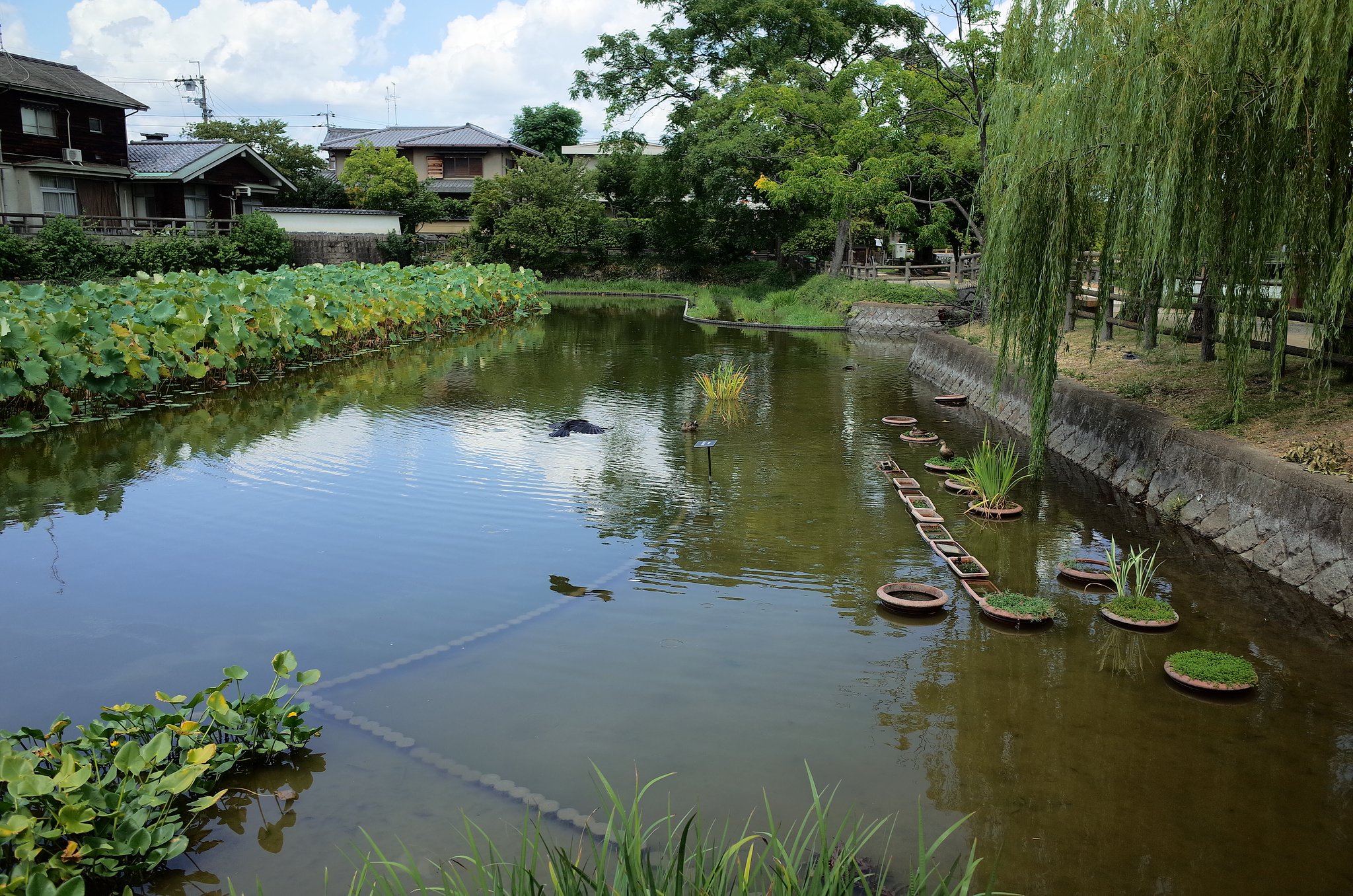 カモのいる池