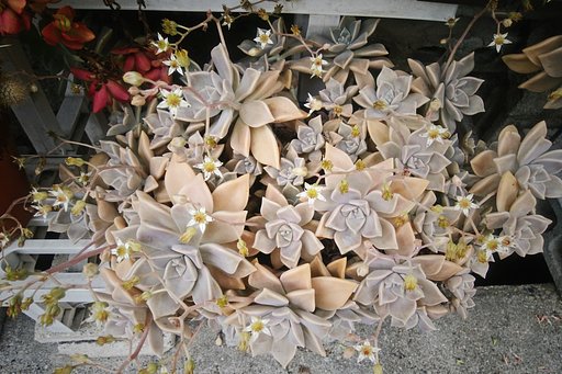 ベンケイソウの白花