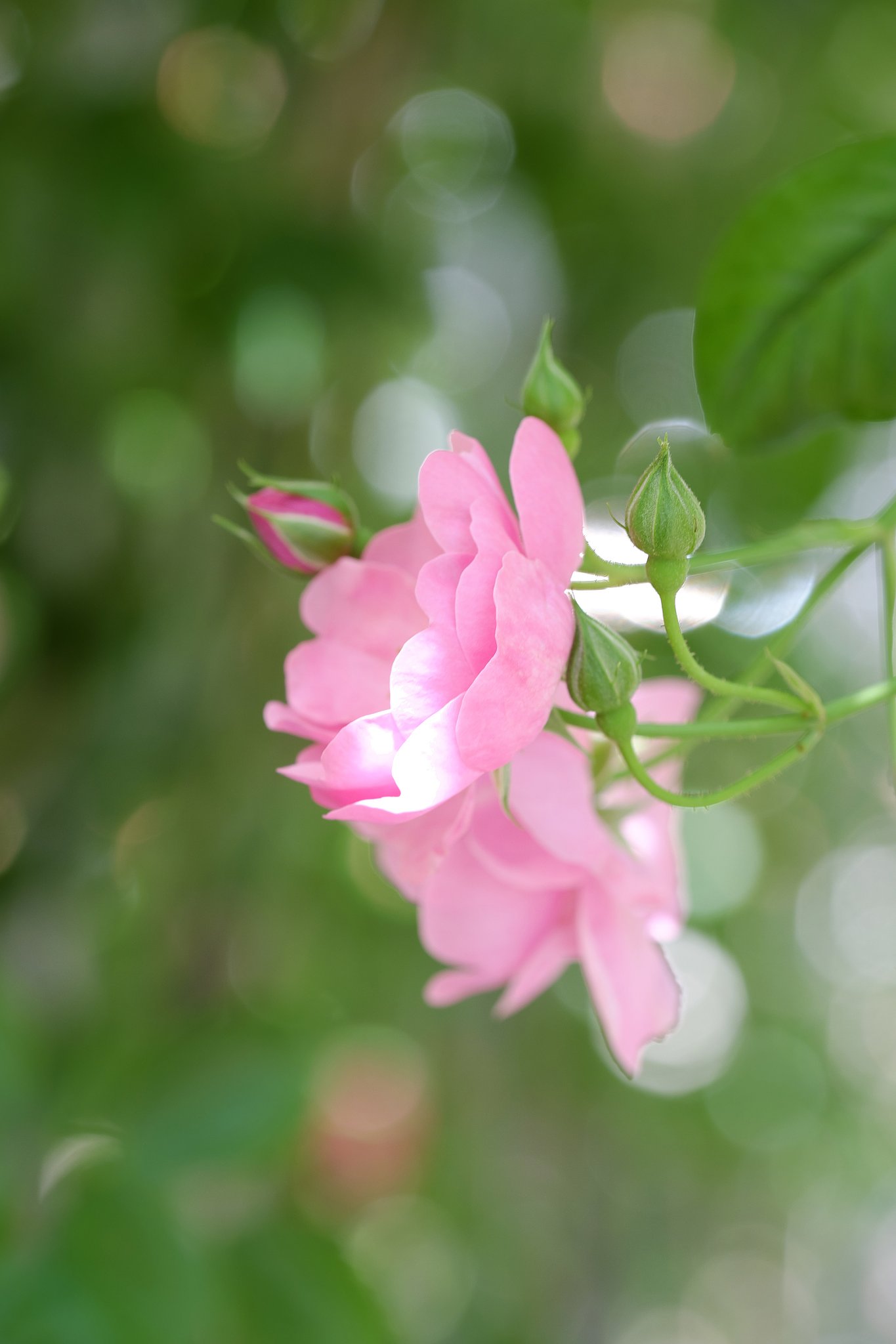 薔薇