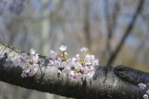 胴吹き