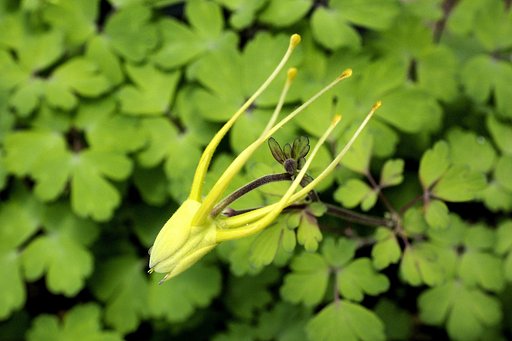 オダマキ蕾