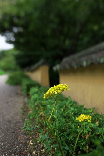 TS-E24 F3.5mmLⅡ
