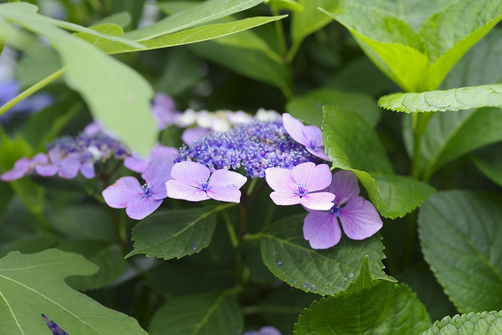HD PENTAX-D FA★50mmF1.4 SDM AW　紫陽花