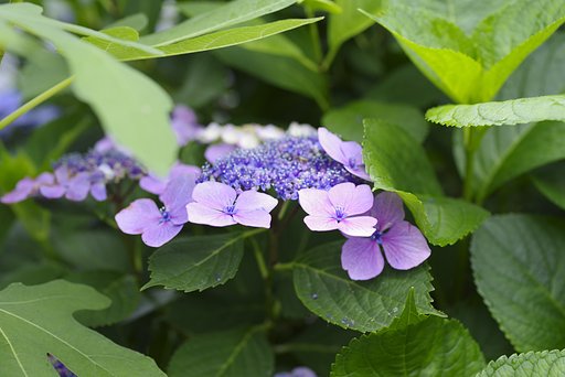 HD PENTAX-D FA★50mmF1.4 SDM AW　紫陽花