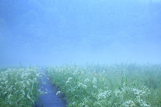 やわらかな、真夏