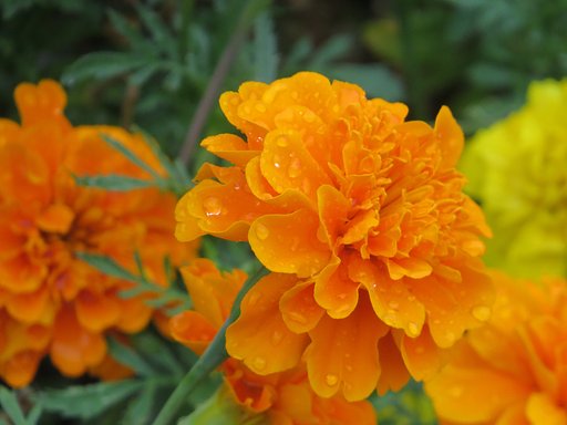 【盛夏】 夏の色マリンゴールド