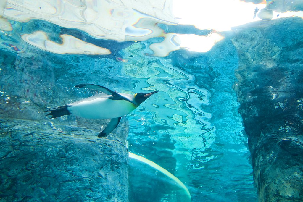 空飛ぶペンギン
