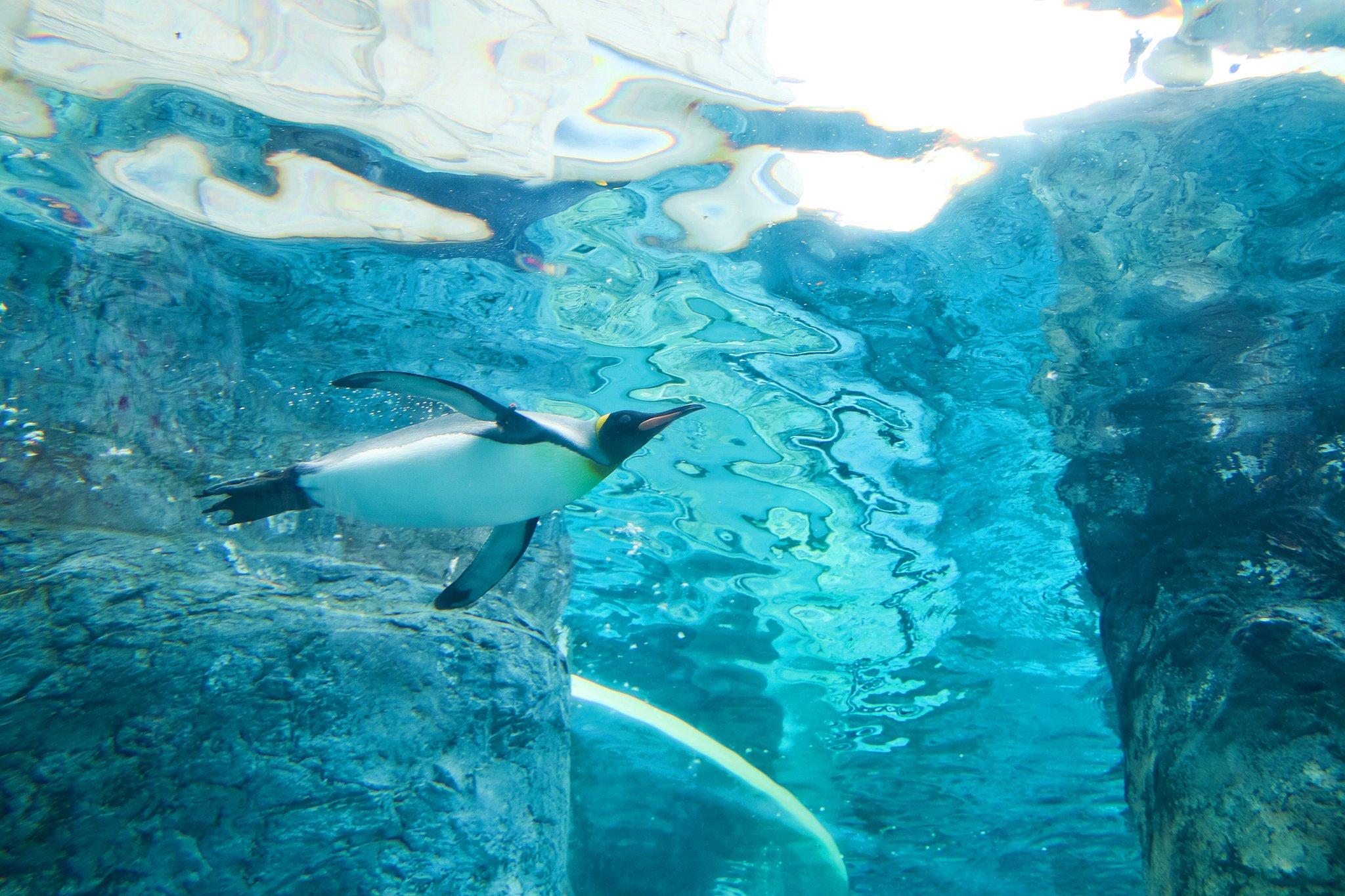 空飛ぶペンギン