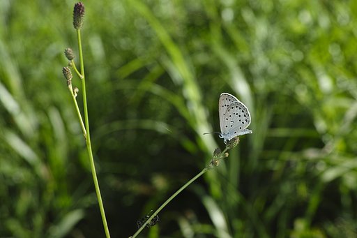 これで今季の発生は終了です。あとは多化などのお楽しみを、、。