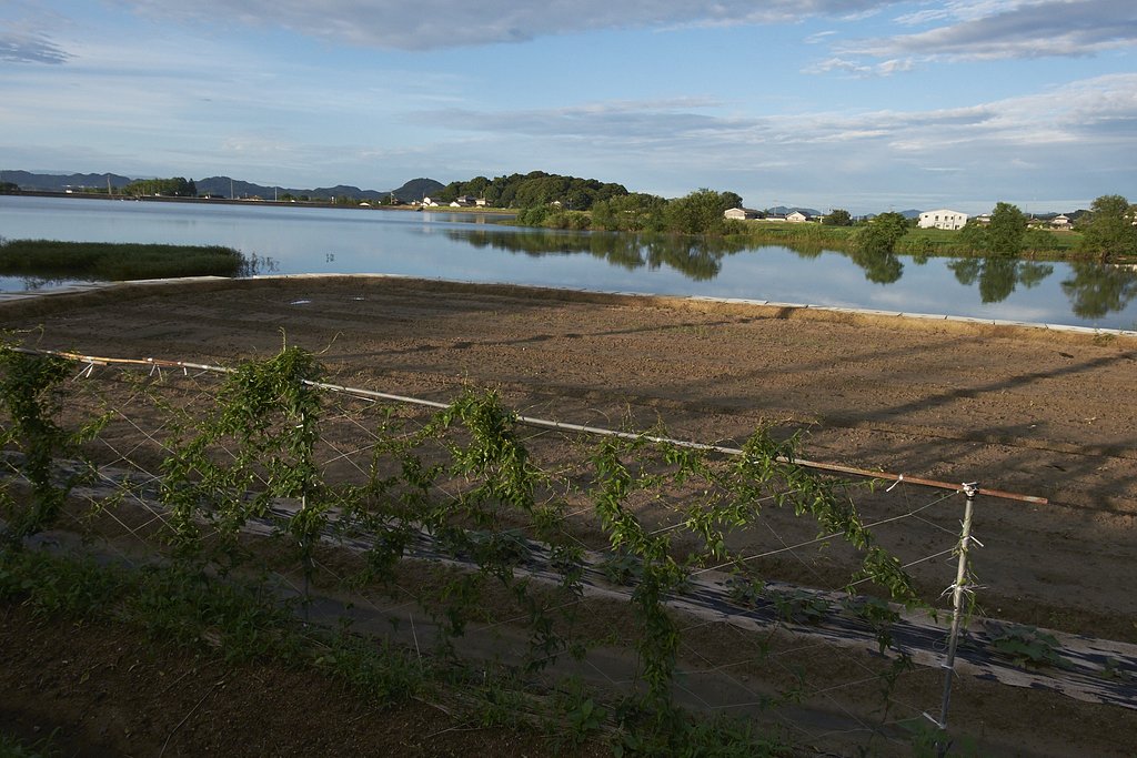 溜池散歩