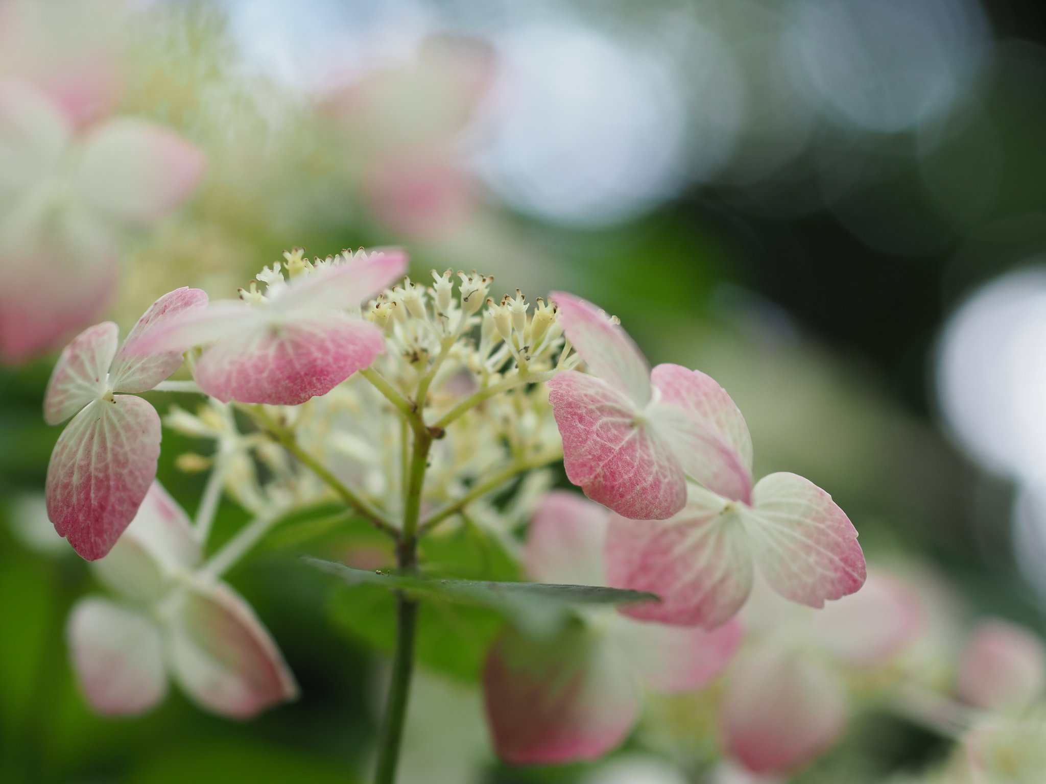◎コシナツァイス Makro Planar 50mm/F2