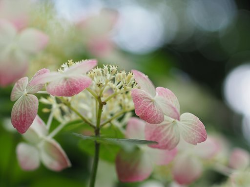 ◎コシナツァイス Makro Planar 50mm/F2