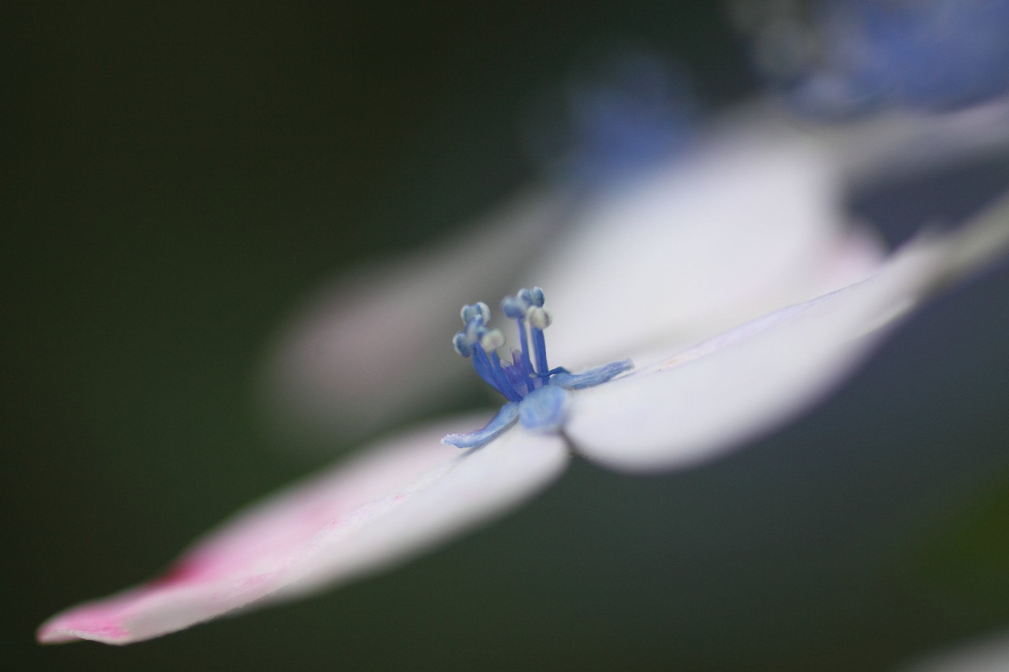 Tamron 90㎜ f2.8  macro172E