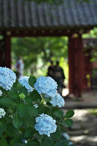 山門の華