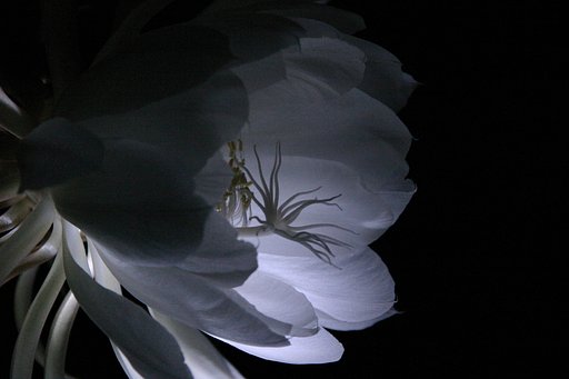 真夏の（くさい）花