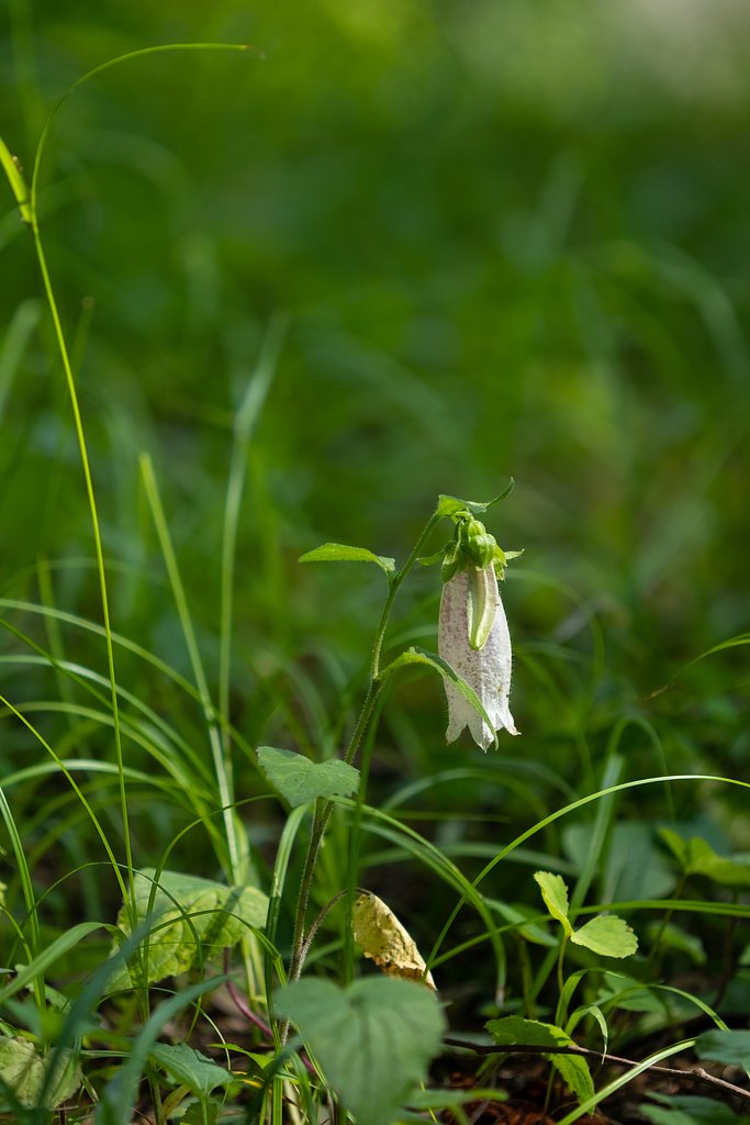 EF180mm F3.5 L MACRO