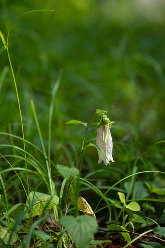 EF180mm F3.5 L MACRO