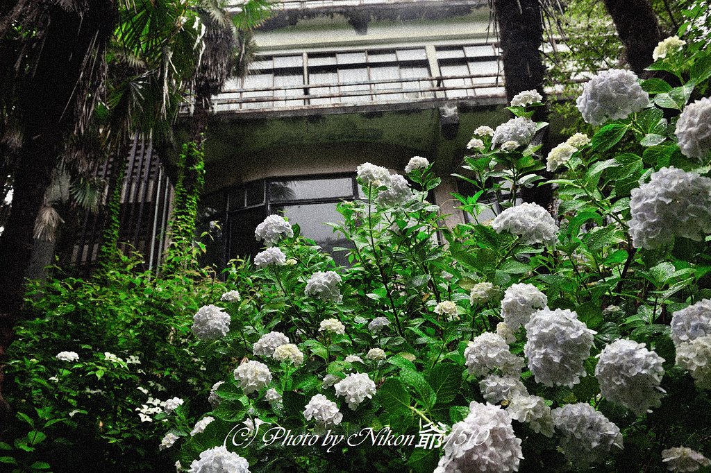 旅館、そして紫陽花
