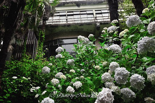 旅館、そして紫陽花