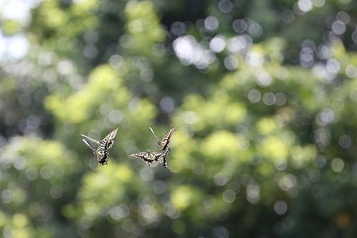 ご馳走は何かな～？