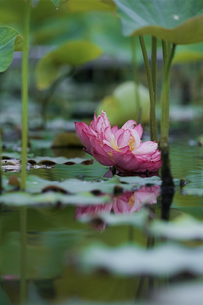 SIGMA  150mmF2.8  APO MACRO DG